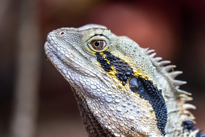 Dragon in Garden